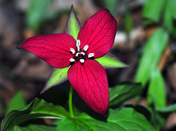 thumbnail image 2 of 5 Erectum Sulcatum Barksdale's Furrowed Wake-robin – Trillium Bulbs, Perennial, Red Flowers 2 of 6
