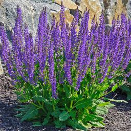 Salvia (Meadow Sage) 'Mainacht' (May Night) - Degroot