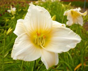 Daylily Serene Madonna