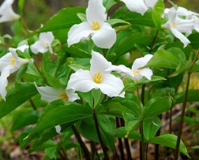 Trillium grandiflorum (Snowy White)