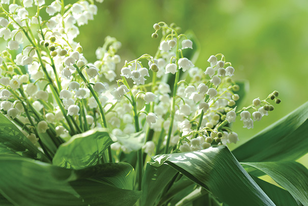Lily of The Valley, Convallaria Majalis - Bag of 15