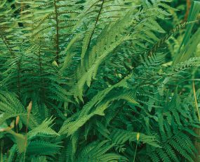 Polystichum acrostichoides 'Christmas Fern'