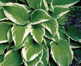 Hosta undulata 'Albo Marginata'