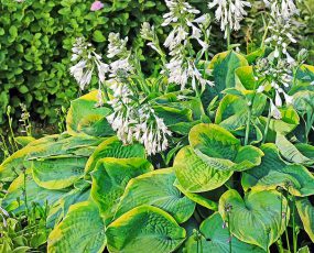 Hosta sieboldiana 'Frances Williams'