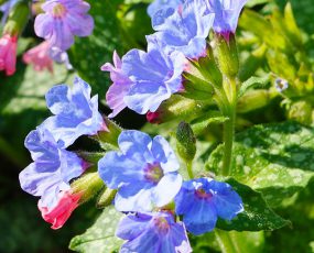 Pulmonaria longiflora 'Roy Davidson', Lungwort