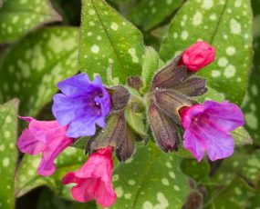 Pulmonaria saccharata 'Margery Fish', Lungwort