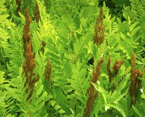 Osmunda regalis 'Royal Fern'