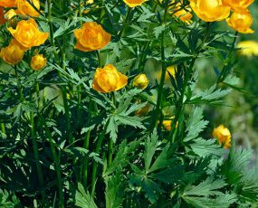 Trollius (Globeflower) chinensis 'Golden Queen'