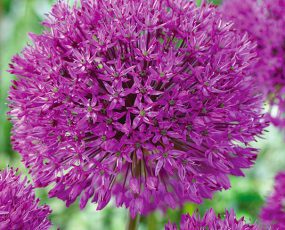 Allium
