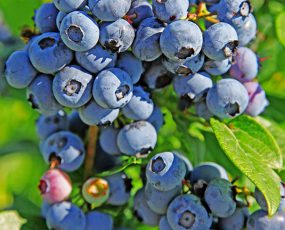 clusters of 'Duke' blueberries on a blueberry bush branch