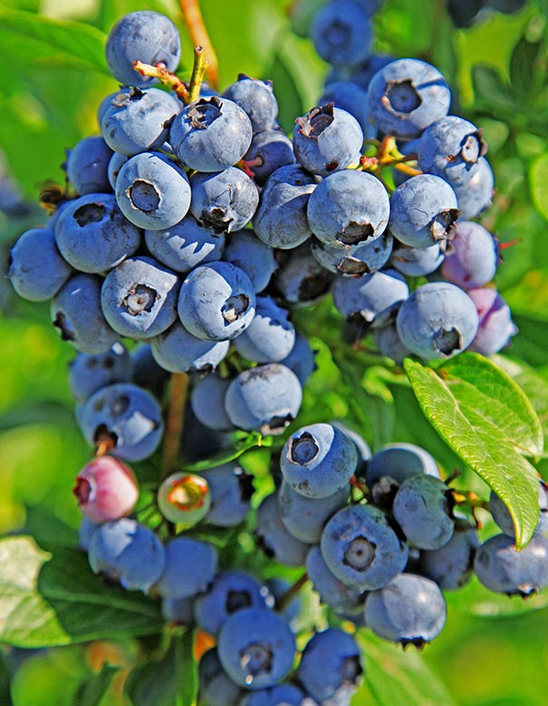 clusters of 'Duke' blueberries on a blueberry bush branch