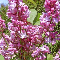 Lilac 'Belle de Nancy' - Degroot