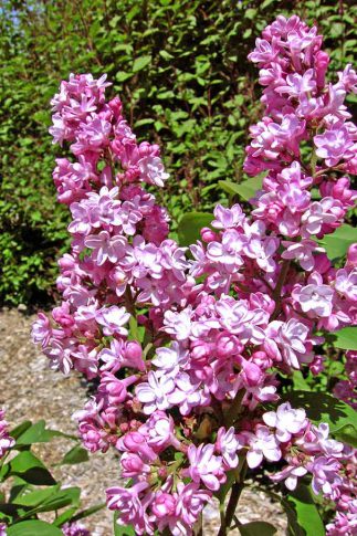 Lilac 'Belle de Nancy' - Degroot