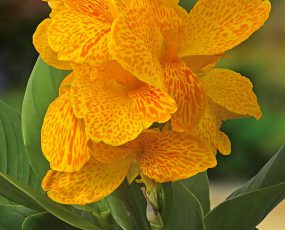 CannaSol™, Happy Emily®