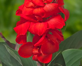 CannaSol™, Happy Carmen®