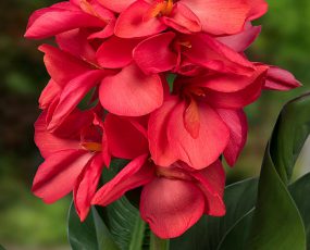 CannaSol™, Happy Isabel®