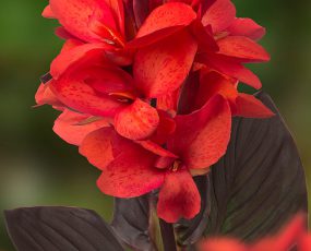 CannaSol™, Happy Julia®