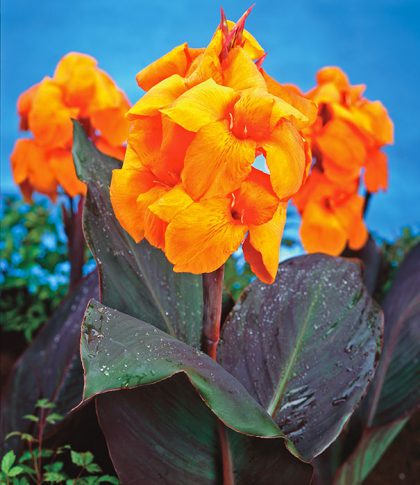 Canna 'Wyoming' - Degroot