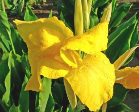 Canna 'Yellow Futurity'