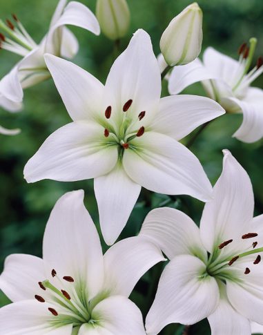 Hardy Lily, Asiatic 'Navona' - Degroot