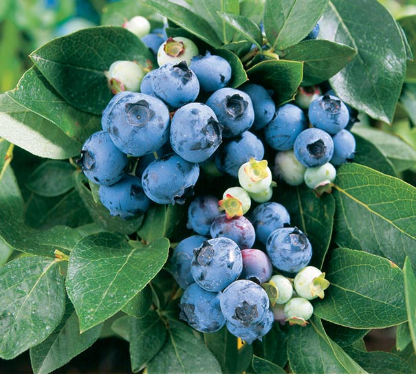 2 Bluecrop Blueberry Plants Highly Productive 2 Year All Naturally Grown 