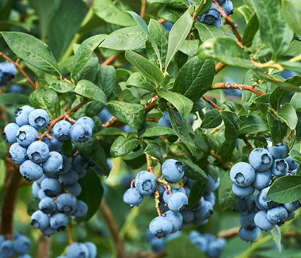 Blueberry Bluecrop bush