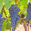 bunches of 'Concord' grapes hanging from a vine in a vineyard