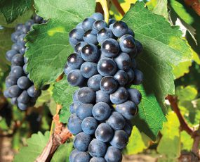 a cluster of 'Concord' grapes hanging from a branch