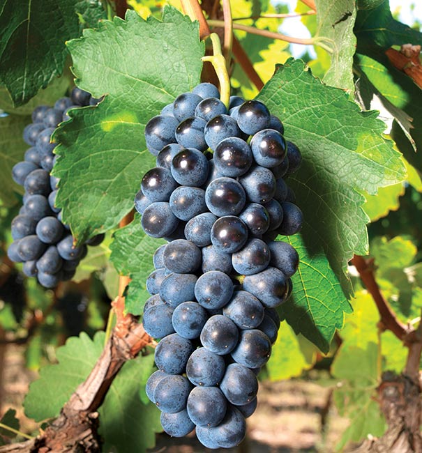 a cluster of 'Concord' grapes hanging from a branch