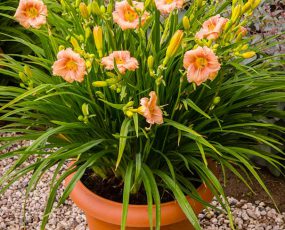 EveryDaylily® 'Rose®' Hemerocallis