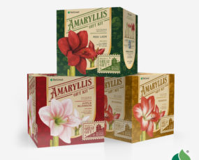 Amaryllis, Assortment Case Pack