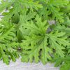 green citronella leaves on a light gray wooden background