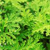 close up image of citronella leaves shows the bright green lacy leaves
