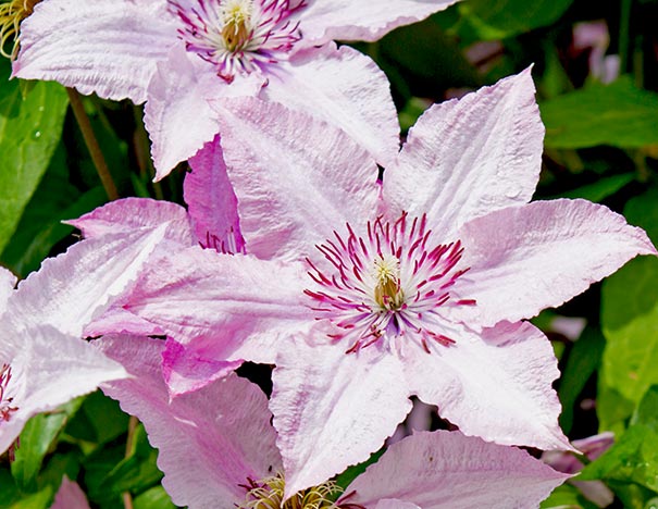pale pink clematis with 6 petals and magenta stamens, with a few additional clematis blossoms in the background