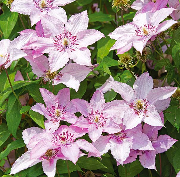Group of 13 light pink Hagley Hybrid clematis blossoms