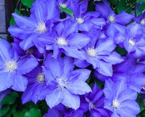 Group of Clematis Rhapsody blossoms in front of a wood background