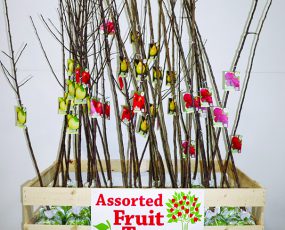 Apple Orchard Tree Display (DGFTPL66)