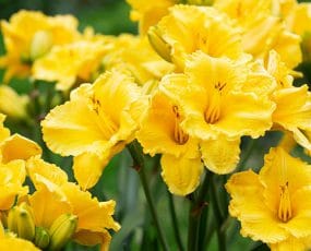 Daylily Stella Supreme