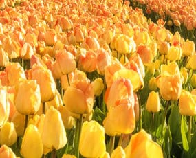 Fall Bulb Displays & Assortments