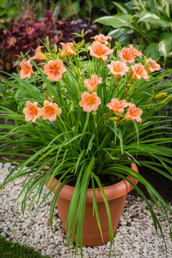 EveryDaylily™ Pink Wing blooms in a pot