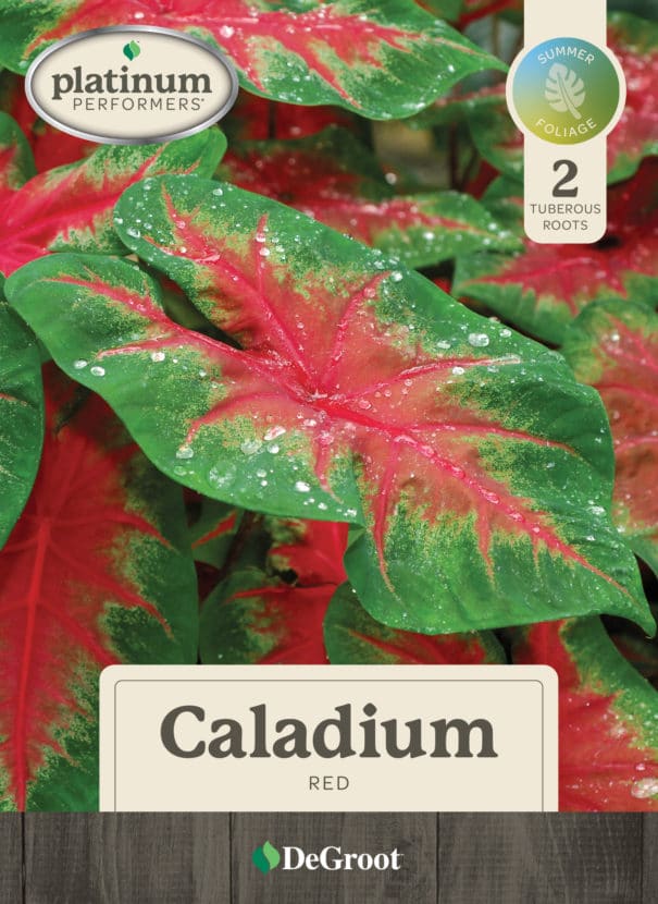 DeGroot Red Caladium Capper Package
