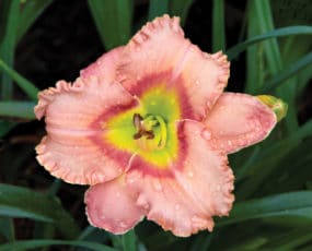 Daylily, Longfields Glory. Single bloom on foliage