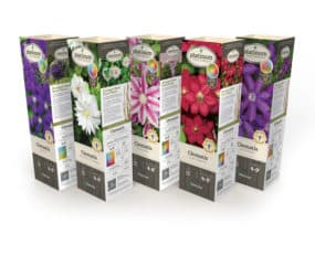 DeGroot Clematis Assortment 11" Sleeves