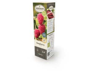 DeGroot Raspberry 'Latham' 11" Sleeve