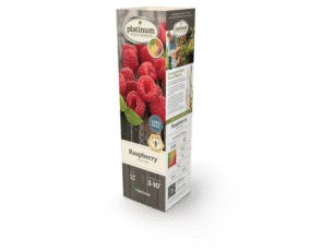 DeGroot Raspberry 'Heritage' 11" Sleeve