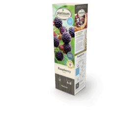 DeGroot Raspberry 'Jewel' 11" Sleeve