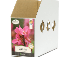 Canna Pink President Bin Box