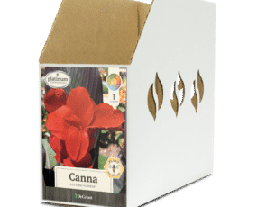 Canna Red King Humbert Bin Box
