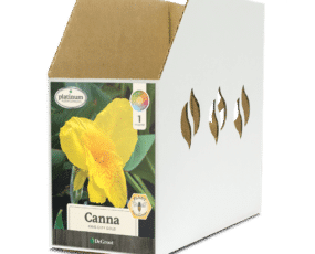 Canna King City Gold Bin Box
