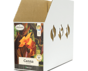 Canna 'Wyoming' Bin Box